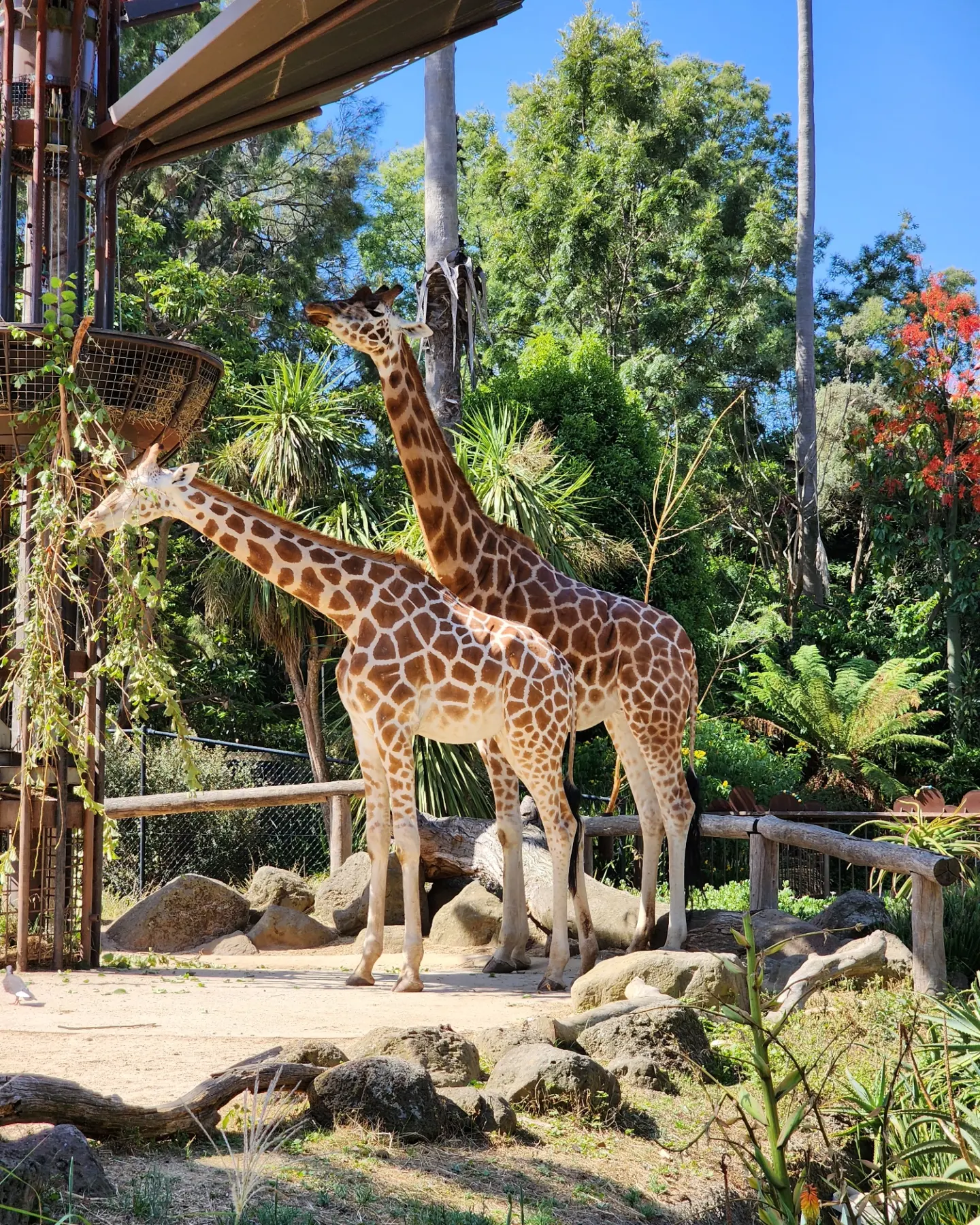 Pair of Giraffes