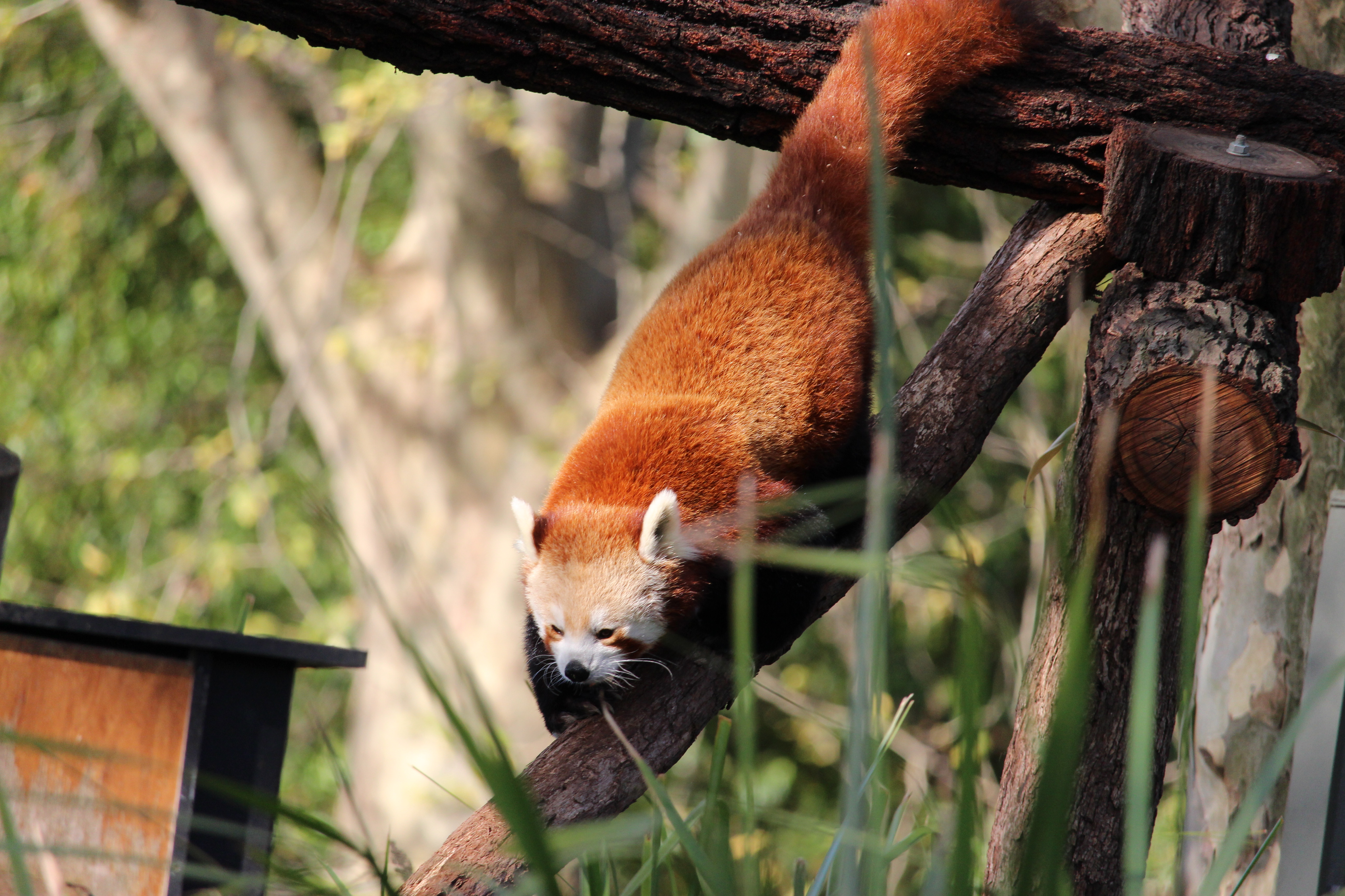 Red Panda descending to tree branch