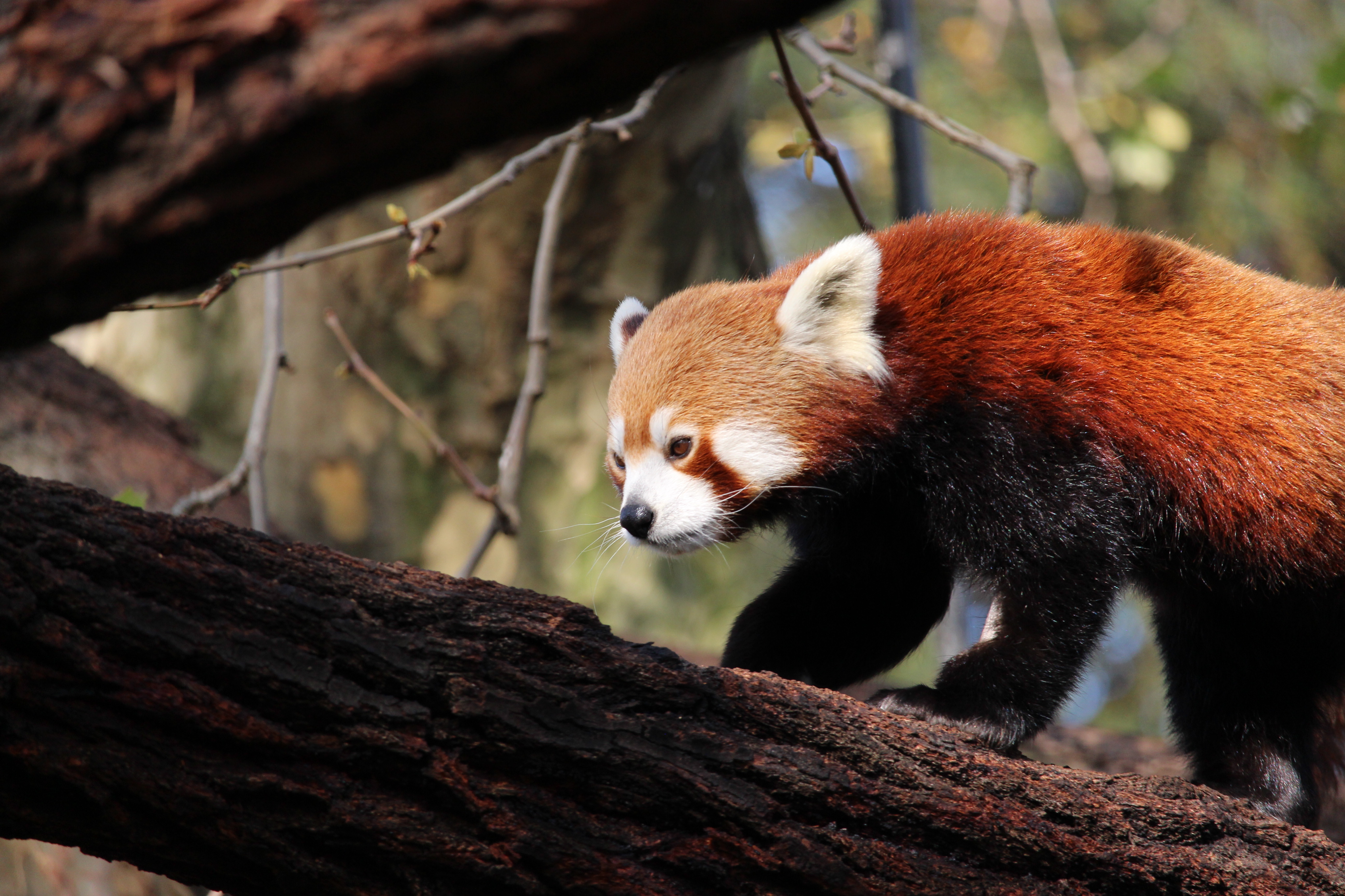 Red Panda walking on tree branch