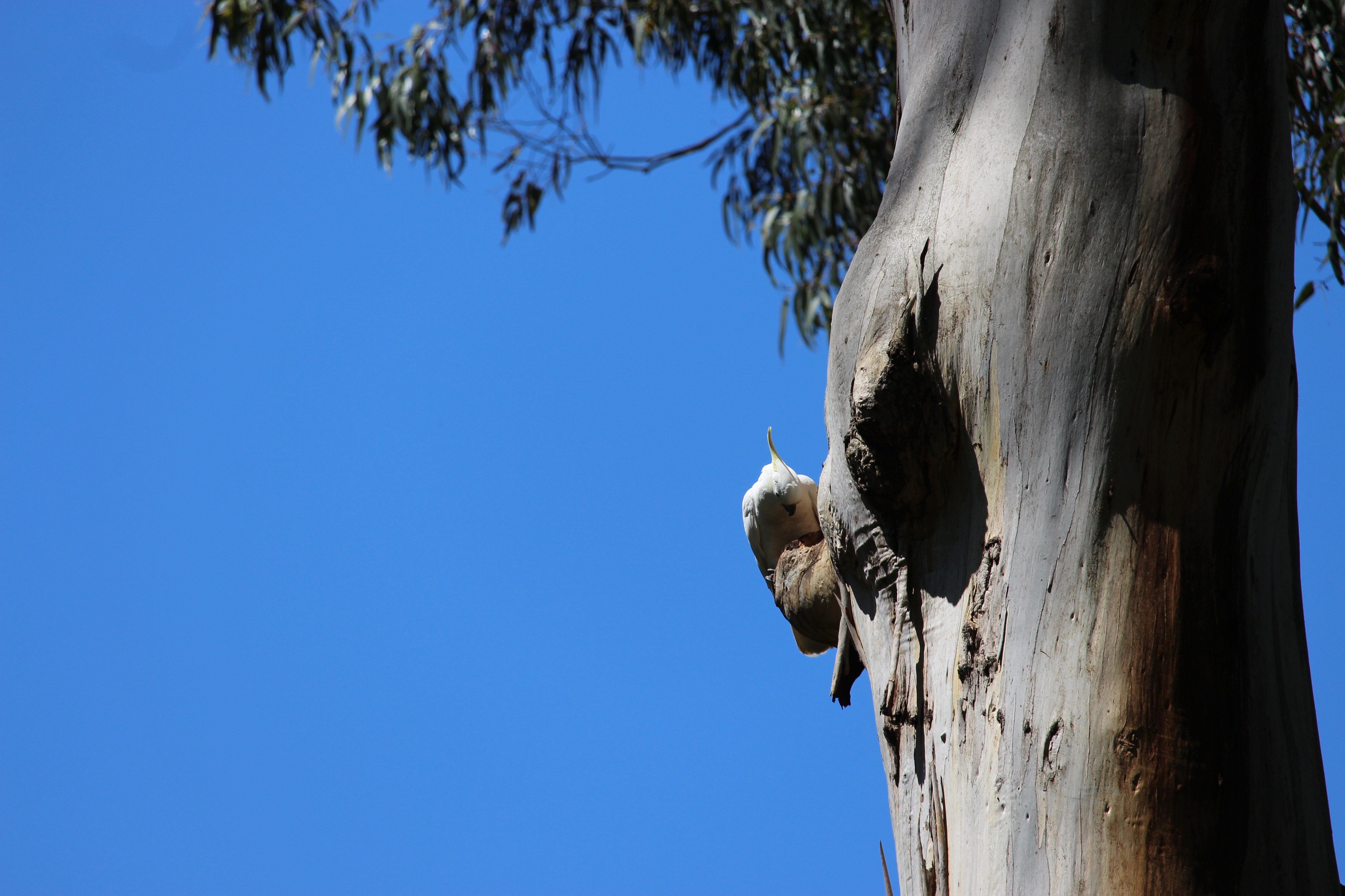 Cockatoo sitting on tree