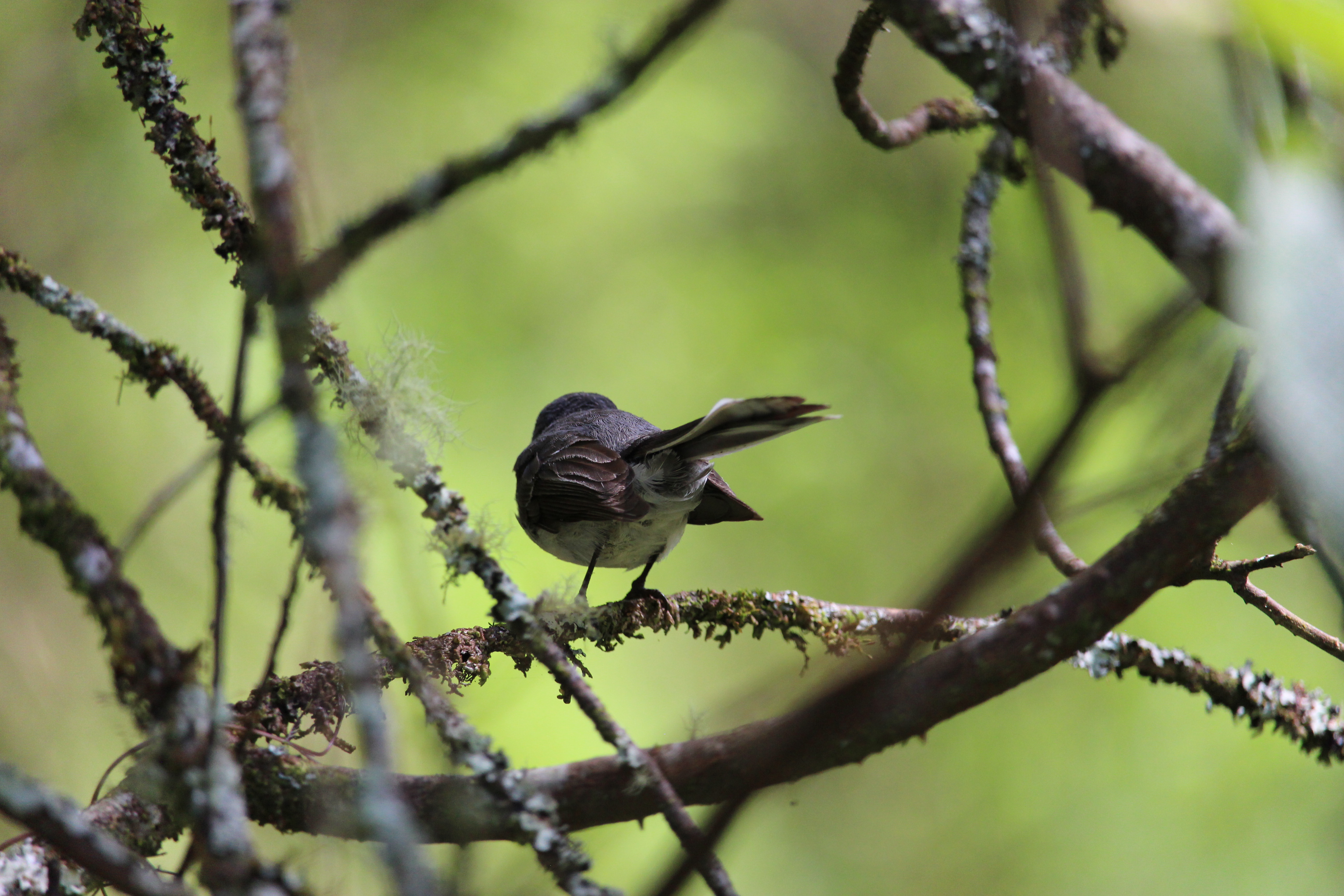 Ferry Wern sitting on branch