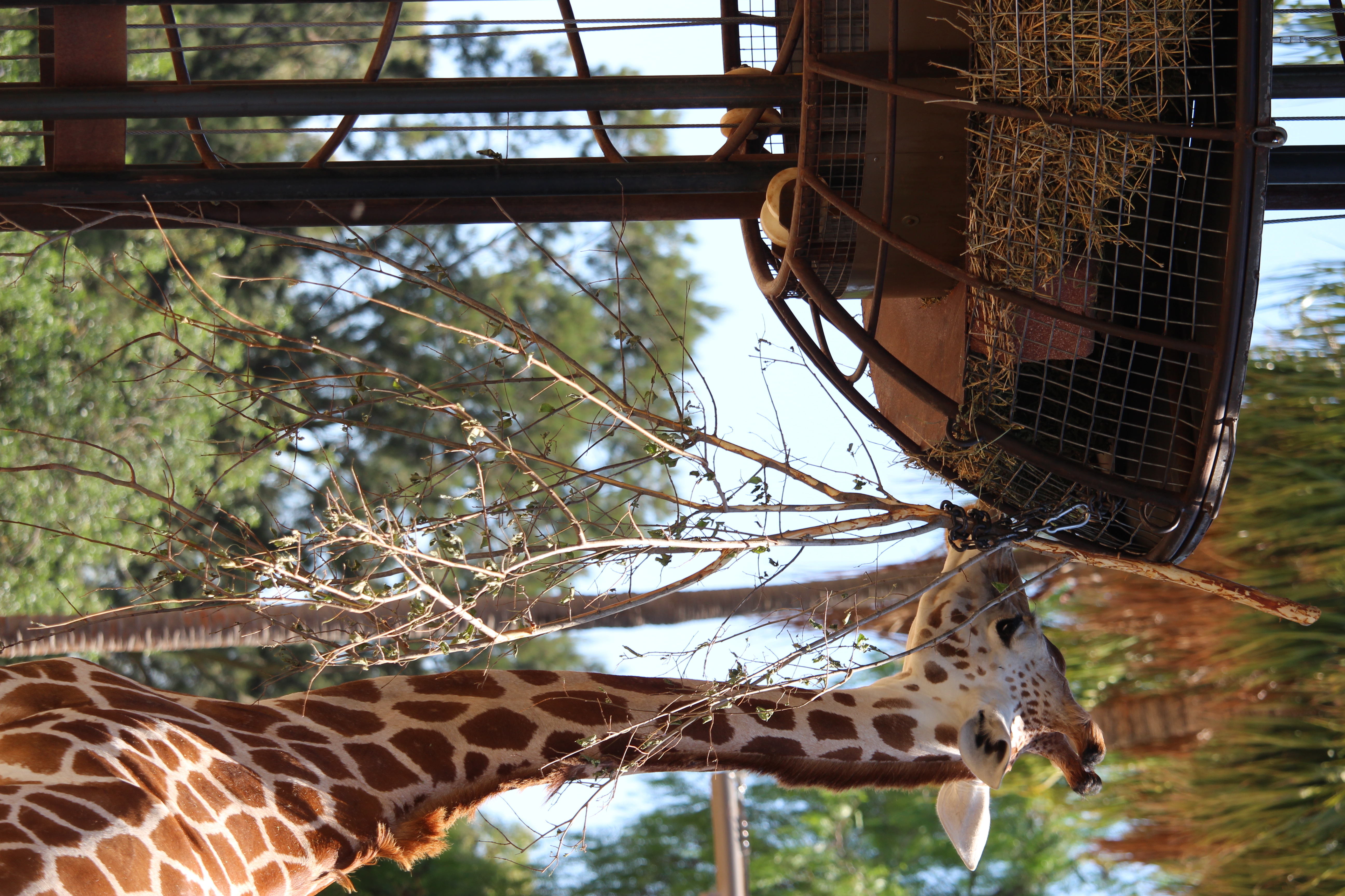 Portrait shot of Giraffe